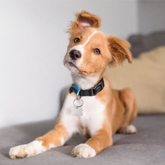 Navnebrikke til kjæledyr i aluminium